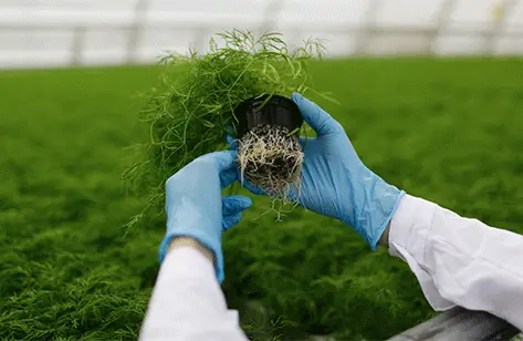 Gene Chip Microarray: Revolutionizing Genomic Research