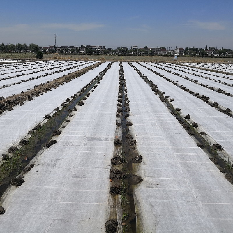 /uploads/image/2026/05/27/spunbond-nonwoven-fabric-for-agricultural-covers3.jpg PLA spunbond nonwoven fabric for agricultural cover