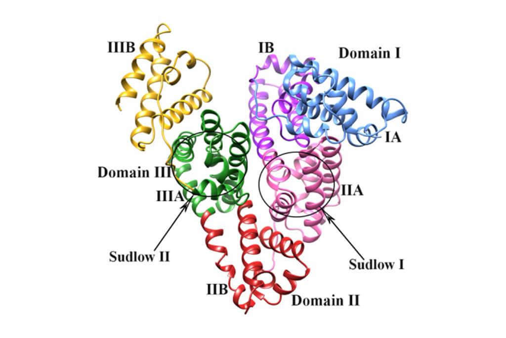 /uploads/image/2026/06/23/can-albumin-pass-through-the-filtration-membrane-understanding-albumin-separation-in-biological-and-industrial-filtration-systems.jpg /uploads/image/2026/06/23/can-albumin-pass-through-the-filtration-membrane-understanding-albumin-separation-in-biological-and-industrial-filtration-systems.jpg