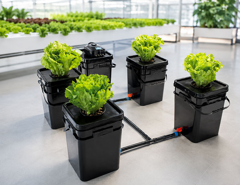 DWC vs RDWC Hydroponic Systems DWC vs RDWC Hydroponic Systems