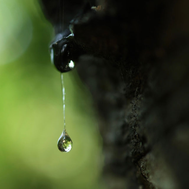 Bio-Based Resin